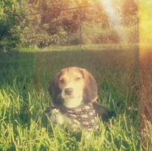 Meet your Posher, Hapina